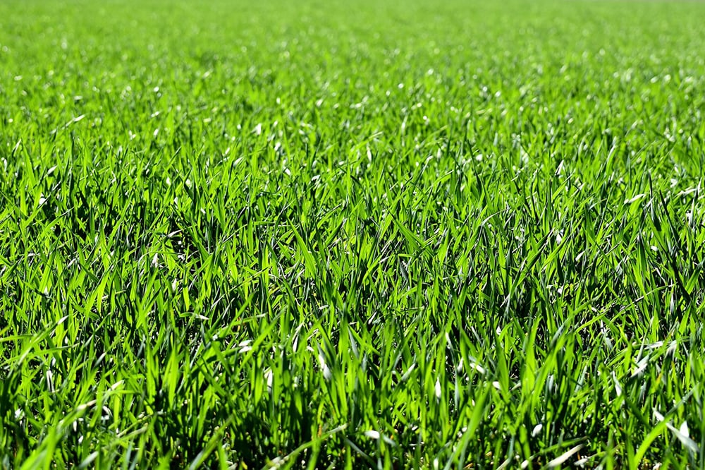 Liquid aeration picture